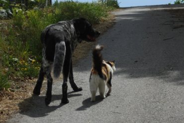 Quel animal de compagnie prendre en appartement ?